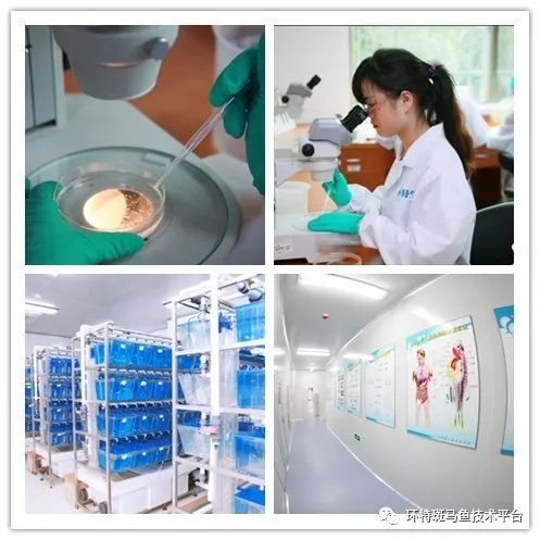 十周年专访丨环特生物首席科学家李春启 斑马鱼生物科技研发与产业应用领航者的进化之路